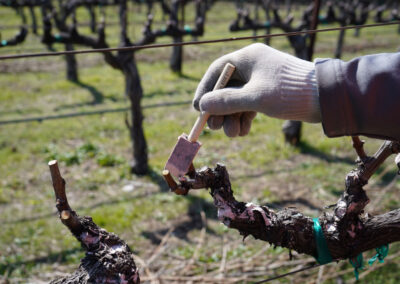 Pearls Farm Labor - Vineyard planting, pruing, harvest and delivery, weed and pest control, land preparation and cultivation, and general vineyard maintenance