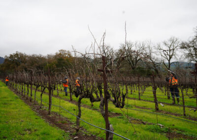 Pearls Farm Labor - Vineyard planting, pruing, harvest and delivery, weed and pest control, land preparation and cultivation, and general vineyard maintenance