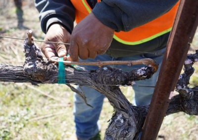 Pearls Farm Labor - Vineyard planting, pruing, harvest and delivery, weed and pest control, land preparation and cultivation, and general vineyard maintenance