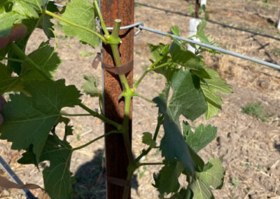 Pearls Farm Labor - Vineyard planting, pruing, harvest and delivery, weed and pest control, land preparation and cultivation, and general vineyard maintenance