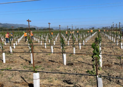 Pearls Farm Labor - Vineyard planting, pruing, harvest and delivery, weed and pest control, land preparation and cultivation, and general vineyard maintenance