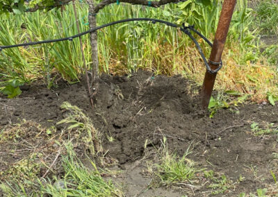 Pearls Farm Labor - Vineyard planting, pruing, harvest and delivery, weed and pest control, land preparation and cultivation, and general vineyard maintenance