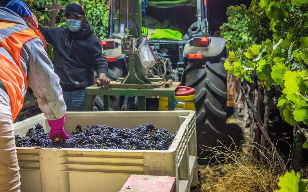 Pearls Role in Assisting Vineyards