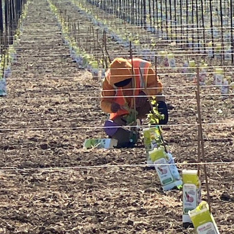 General Vineyard Maintenance