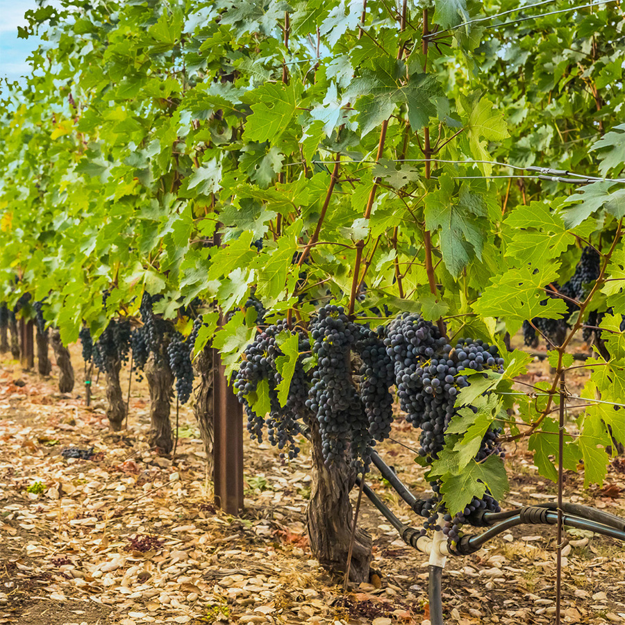 Grape Vineyard Pearls Farm Labor