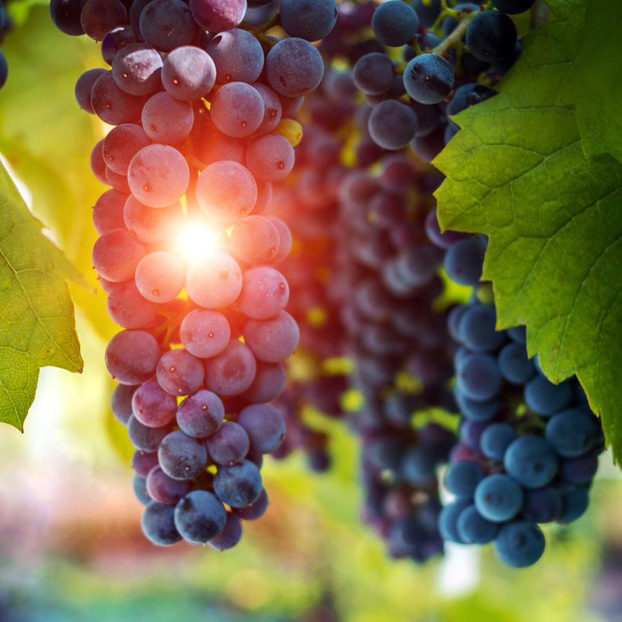 Ripening production winery harvesting harvest ripe labor management maintenance growth winery wine